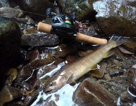 渓流ベイトフィネス第２回戦